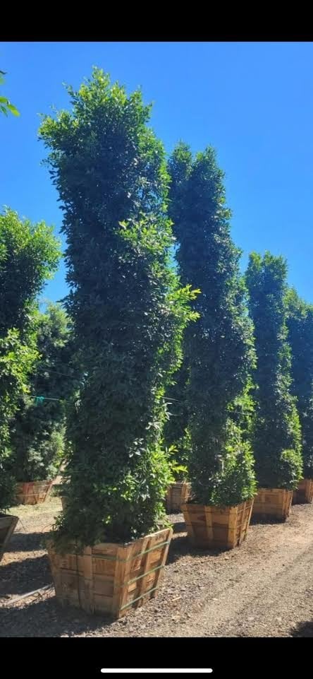 Photo for Ficus microcarpa nitida (retusa) (Indian Laurel)