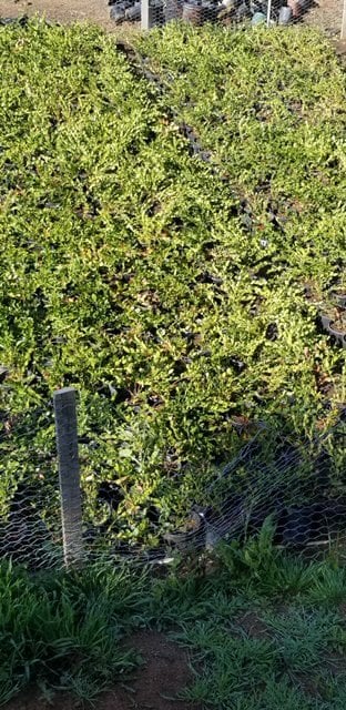 Photo for Juniperus scopulorum 'Skyrocket' (Skyrocket Juniper)