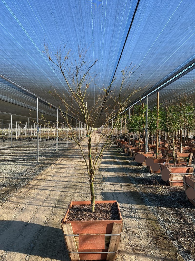 Photo for Acer palmatum 'Seiryu' (Seiryu Japanese Maple)