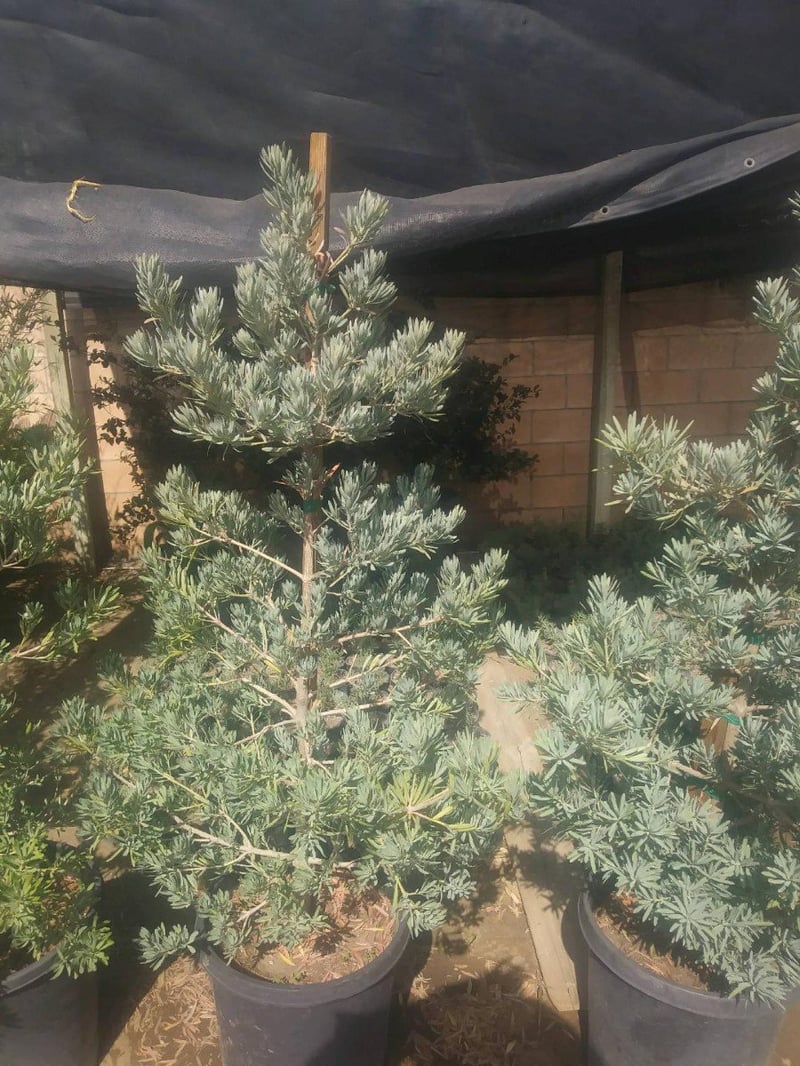 Photo for Podocarpus elongatus 'Monmal' (Column) (Icee Blue Yellow-Wood)