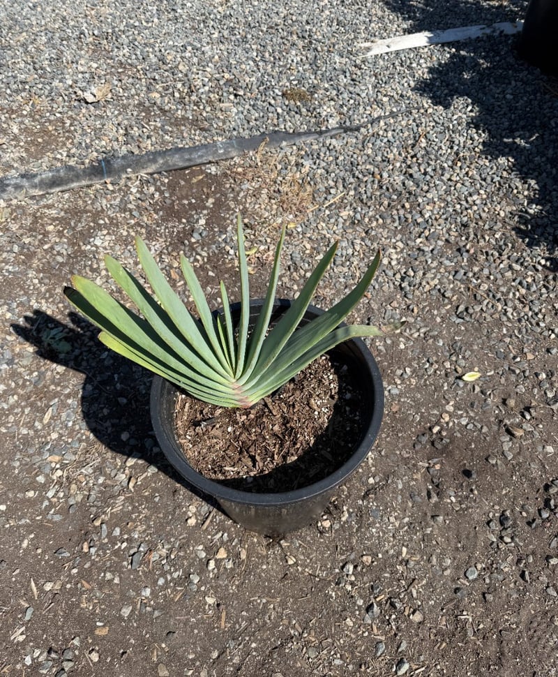 Photo for Aloe plicatilis (Fan Aloe)