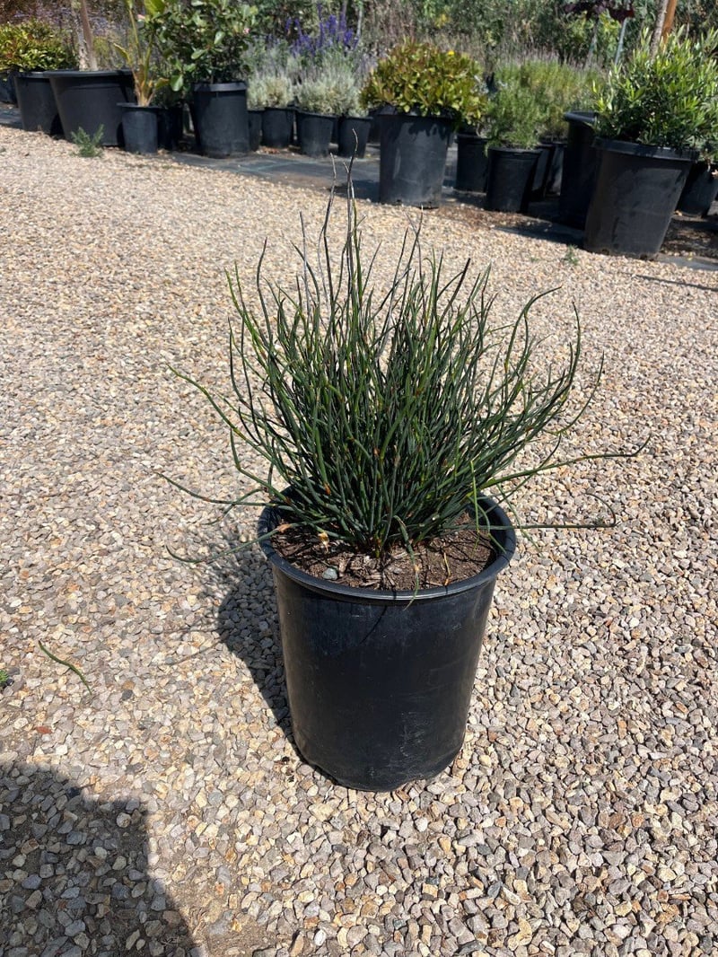 Photo for Chondropetalum tectorum (Small Cape Rush)