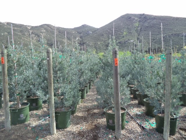 Photo for Podocarpus elongatus ‘Icee Blue' (Icee Blue Fern Pine)