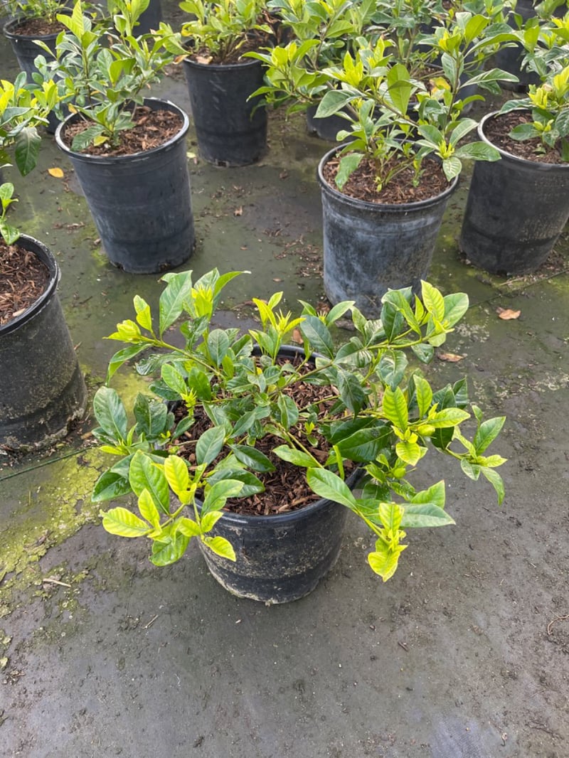 Photo for Gardenia jasminoides 'Veitchii' (Everblooming Gardenia)