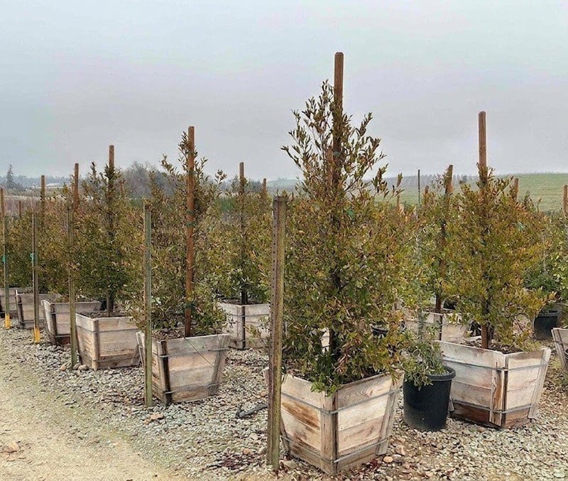 Photo for Prunus caroliniana (Column) (Carolina Cherry Laurel)