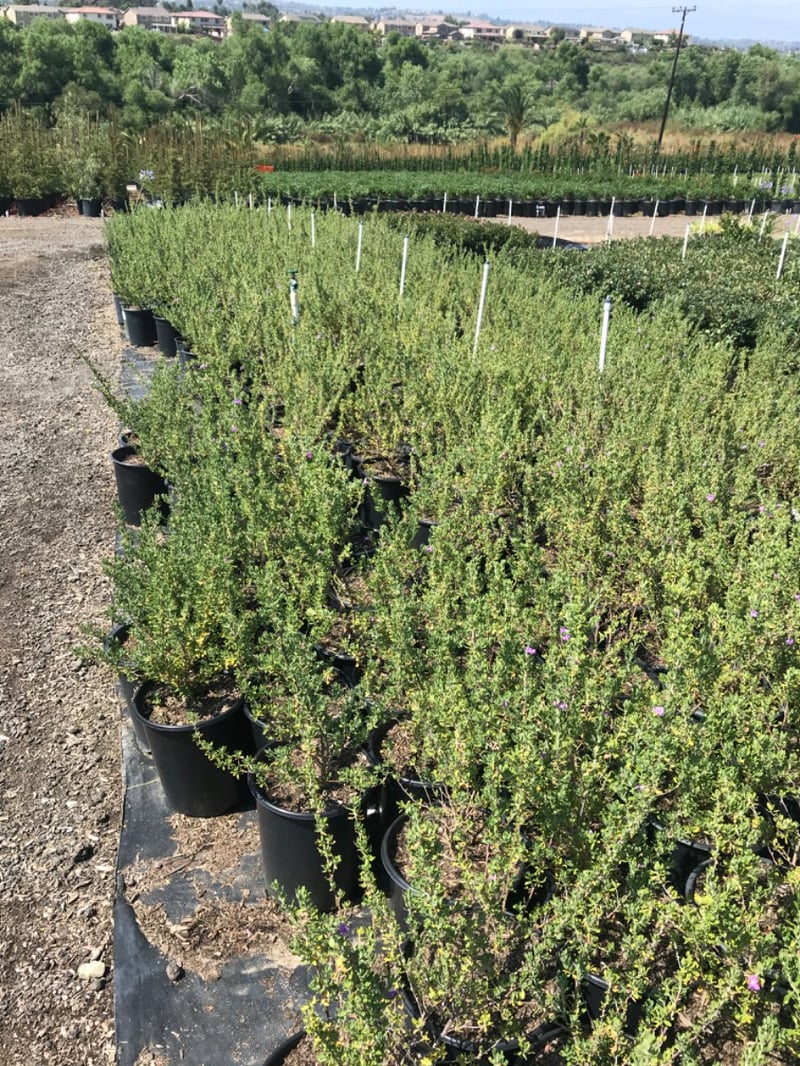 Photo for Leucophyllum langmaniae 'Rio Bravo' (Rio Bravo Texas Ranger)