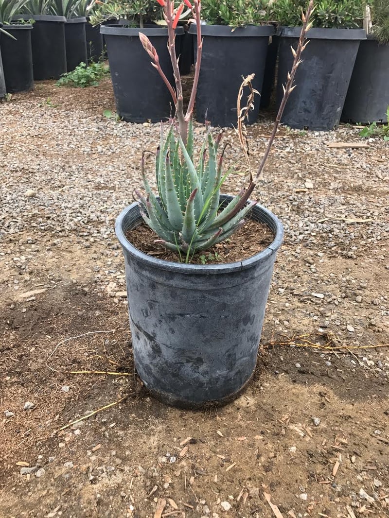 Photo for Aloe 'Blue Elf' (California Aloe, Blue Boy)