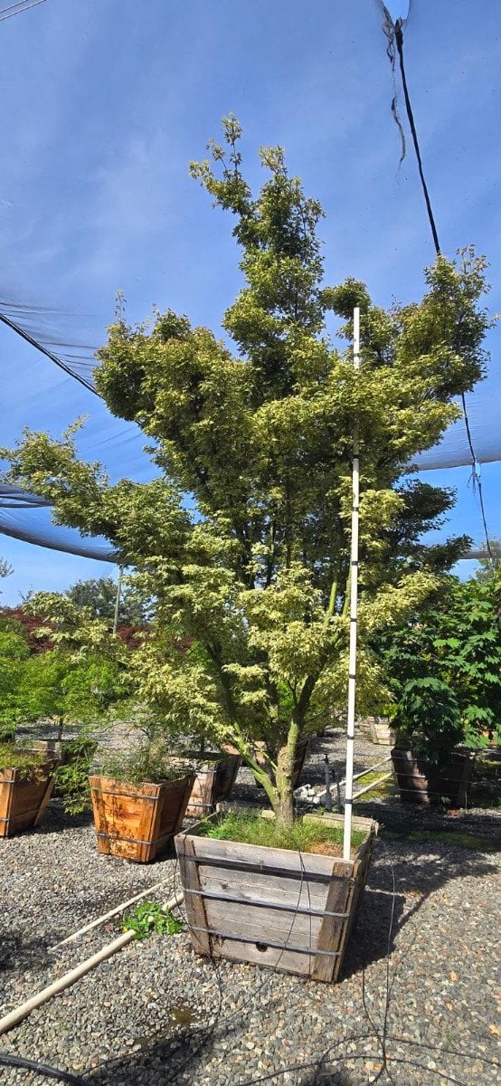 Photo for Acer palmatum 'Butterfly' (Butterfly Japanese Maple)