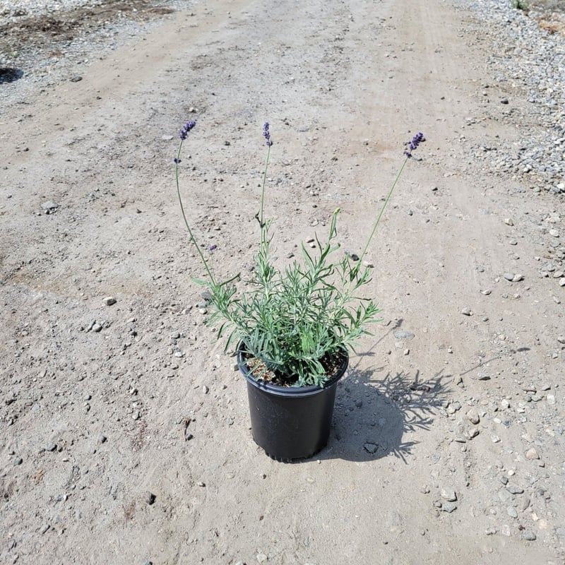 Photo for Lavandula angustifolia 'Hidcote Blue' (Hidcote Blue English Lavender)