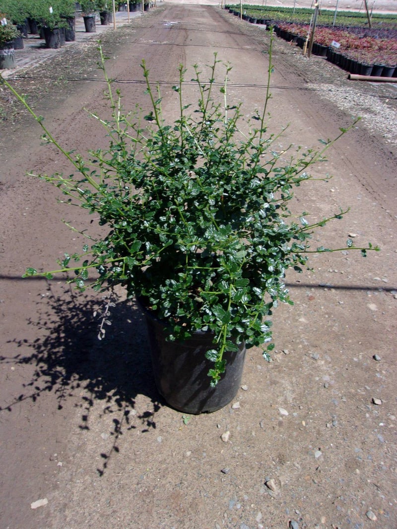 Photo for Ceanothus thyrsiflorus 'Snow Flurry' (Snow Flurry Ceanothus)