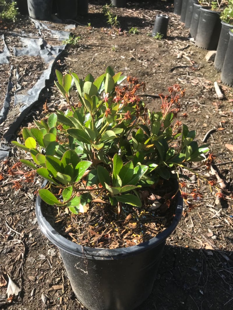 Photo for Rhaphiolepis indica 'Clara' (Clara Indian Hawthorn)