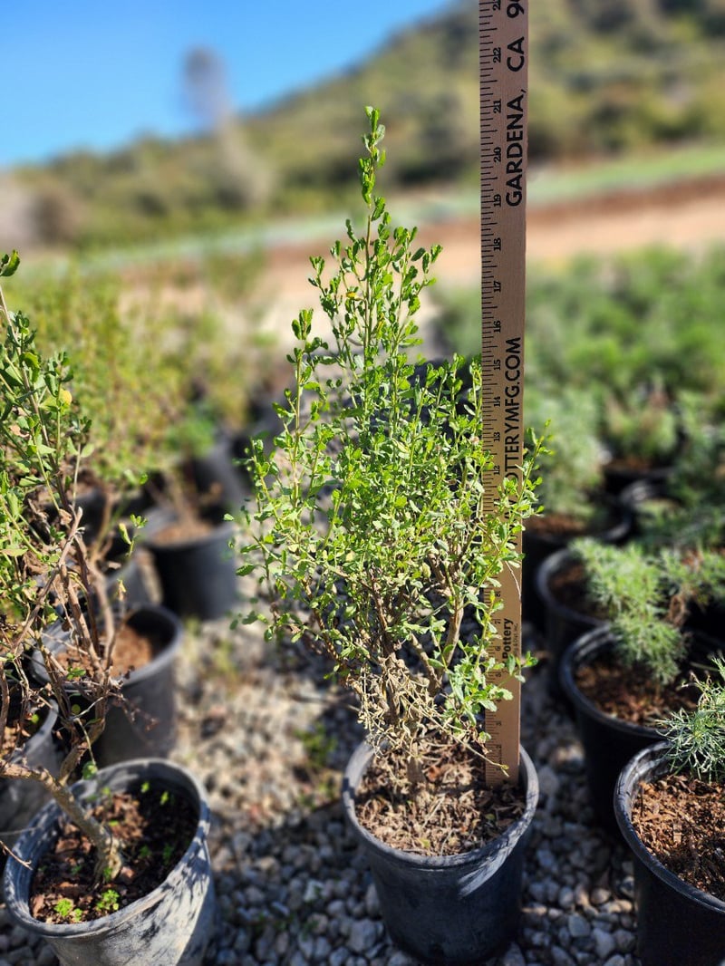 Photo for Baccharis pilularis consanguinea (Coyote Brush)