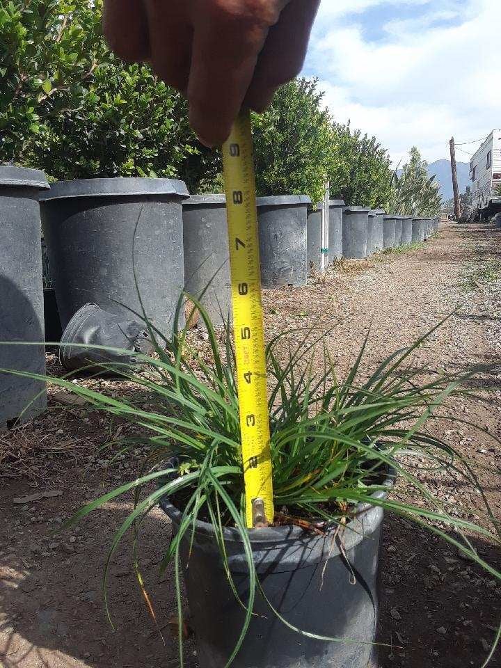 Photo for Carex divulsa (European Grey Sedge, Berkeley Sedge)