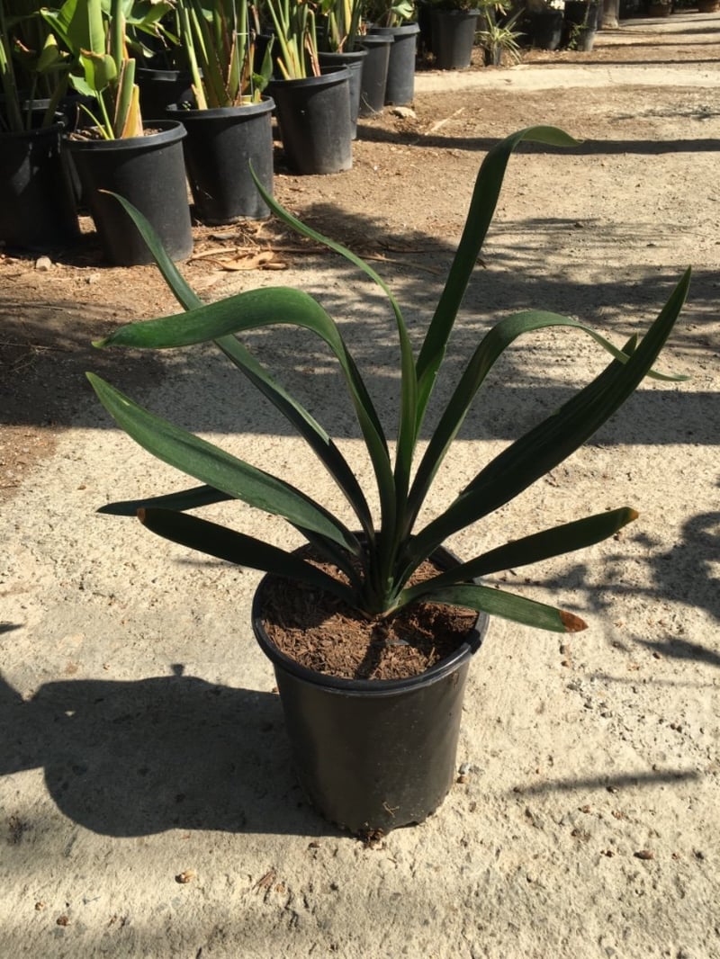 Photo for Clivia miniata 'Belgian Hybrid Orange' (Belgian Hybrid Orange Bush Lily)