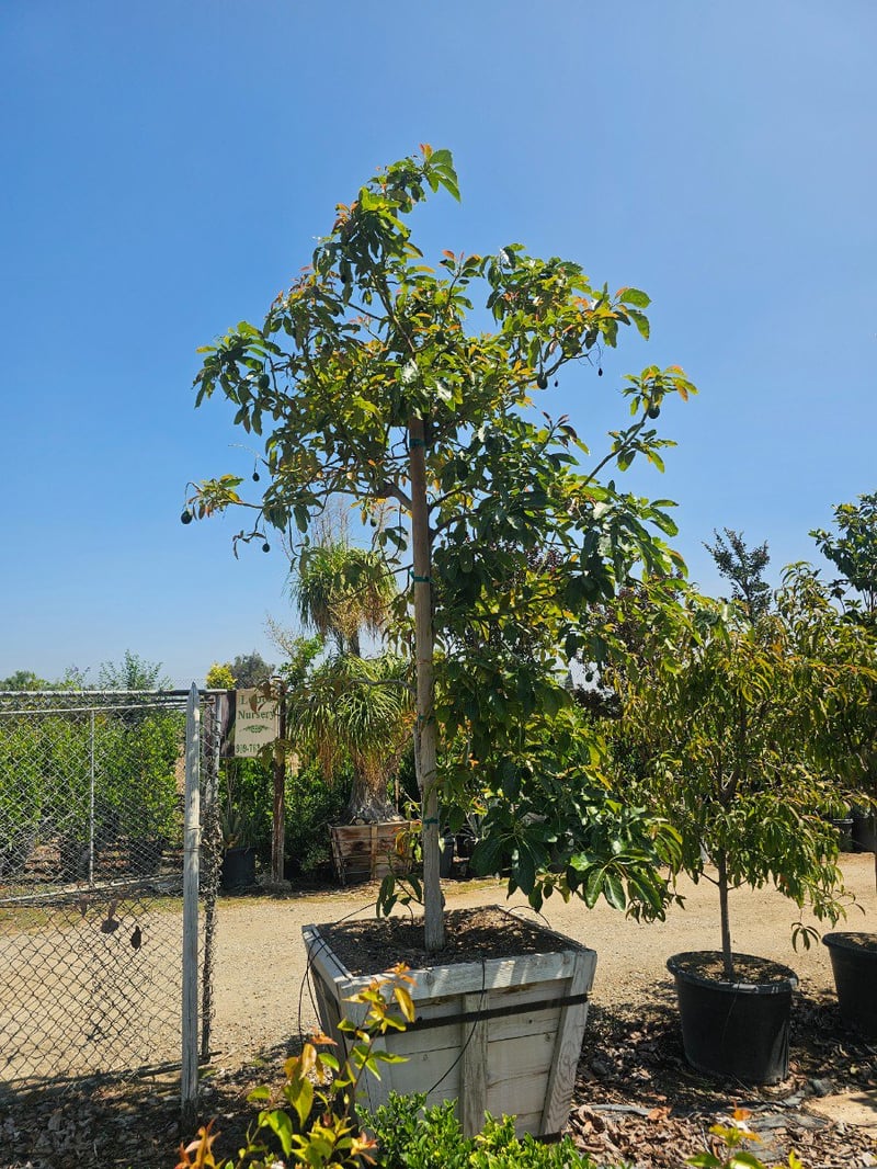 Photo for Persea americana 'Hass' (Hass Avocado)