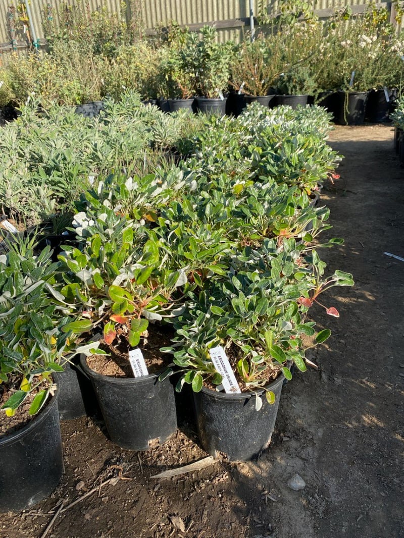Photo for Eriogonum grande var. rubescens (Red-flowered buckwheat)