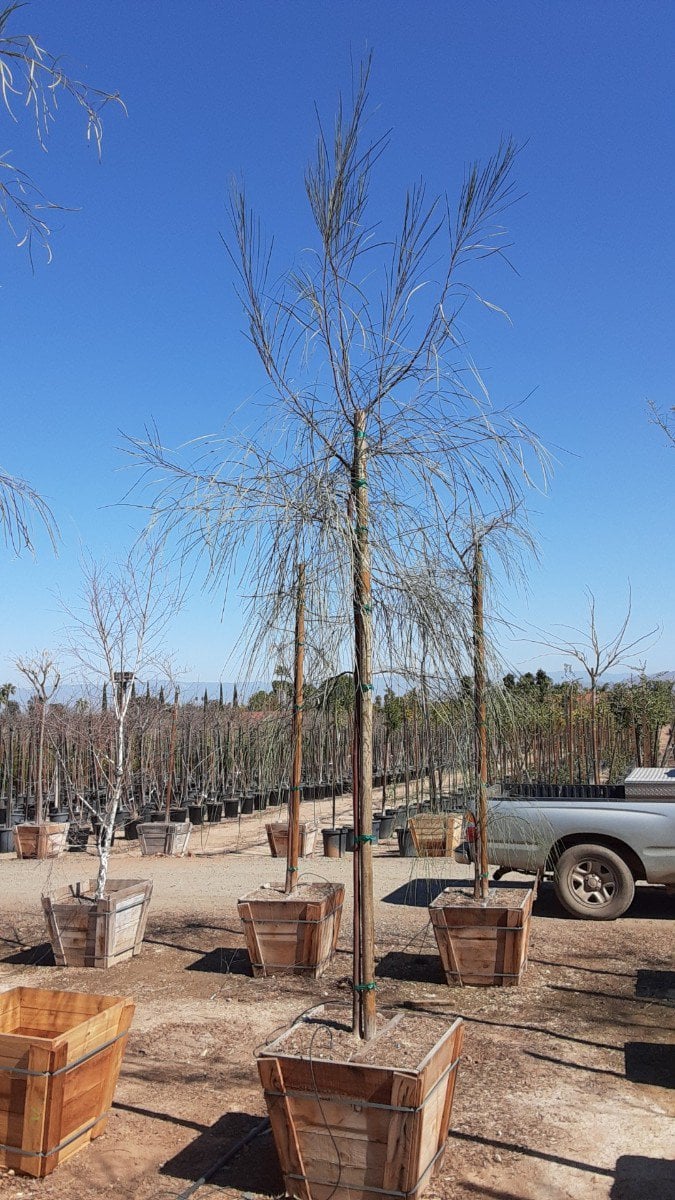 Photo for Acacia stenophylla (Shoe-String Acacia)