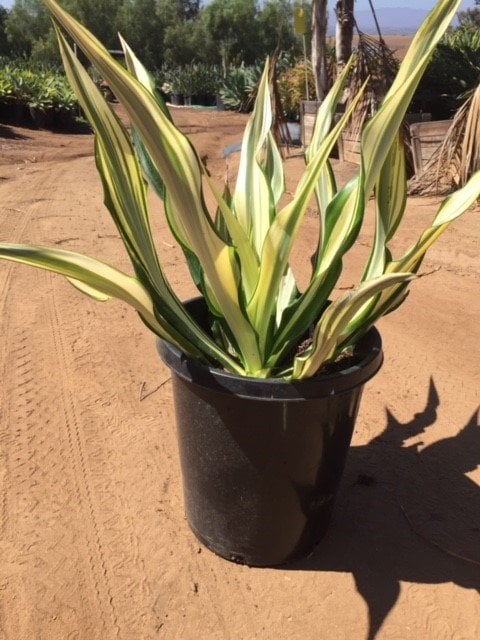 Photo for Furcraea foetida 'Mediopicta' (F. gigantea 'Striata') (Furcraea foetida 'Mediopicta')