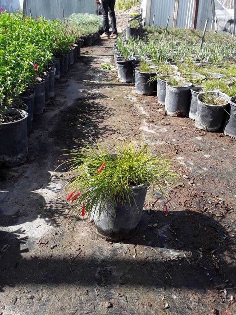 Photo for Russelia equisetiformis (Coral Fountain, Firecracker Plant)