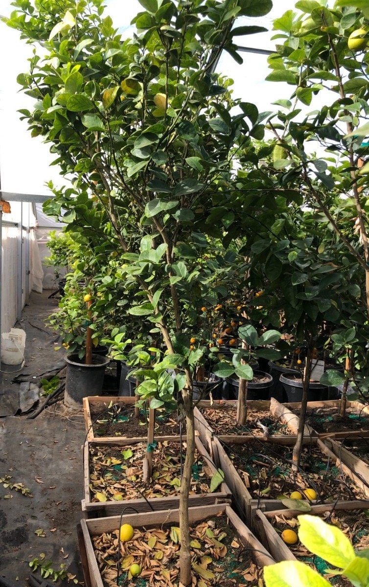 Photo for Citrus aurantifolia (Key Lime, Mexican Lime)
