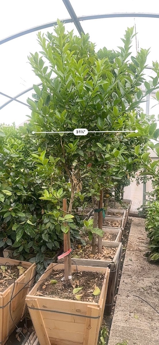 Photo for Citrus aurantifolia 'Bearss' Seedless (Seedless Bearss Lime)