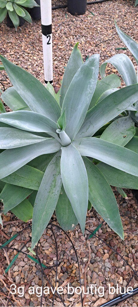 Photo for Agave attenuata 'Nova' (Blue Fox Tail Agave)
