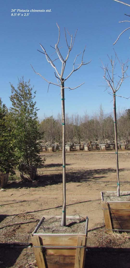 Photo for Pistacia chinensis (Standard) (Chinese Pistache)