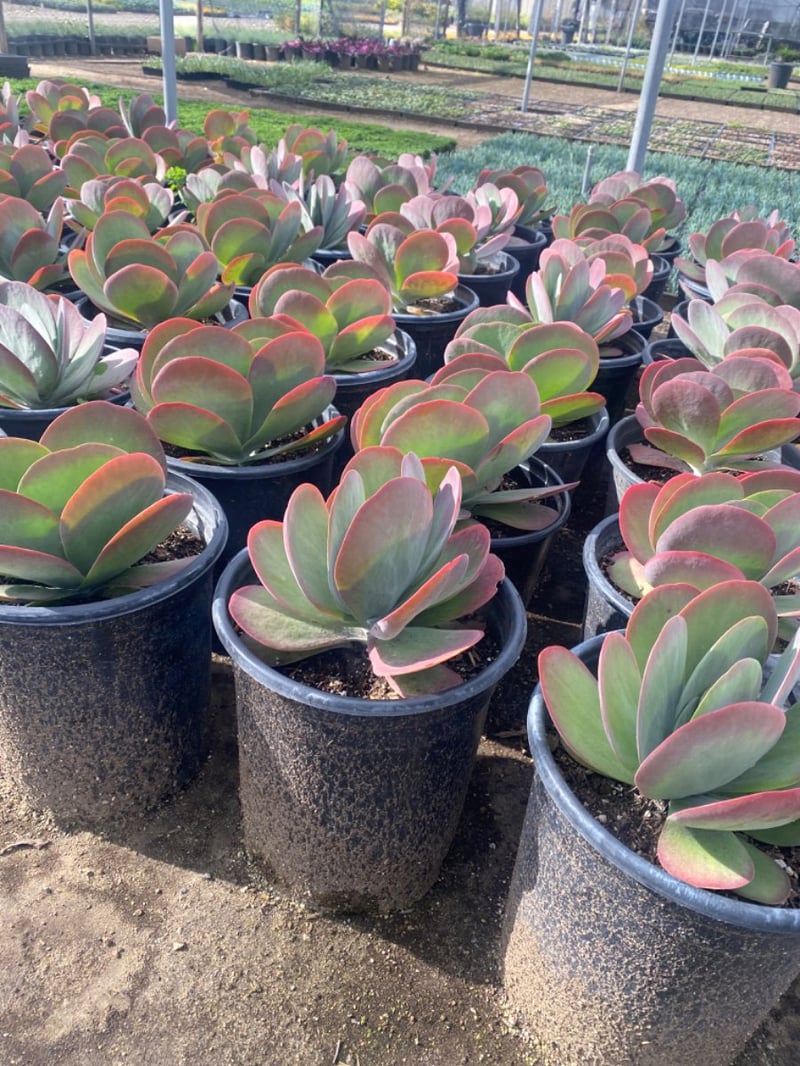 Photo for Kalanchoe thyrsiflora (Paddle Plant)