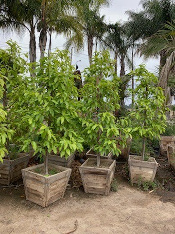 Photo for Michelia champaca 'Alba' (White Fragrant Himalayan Champaca)