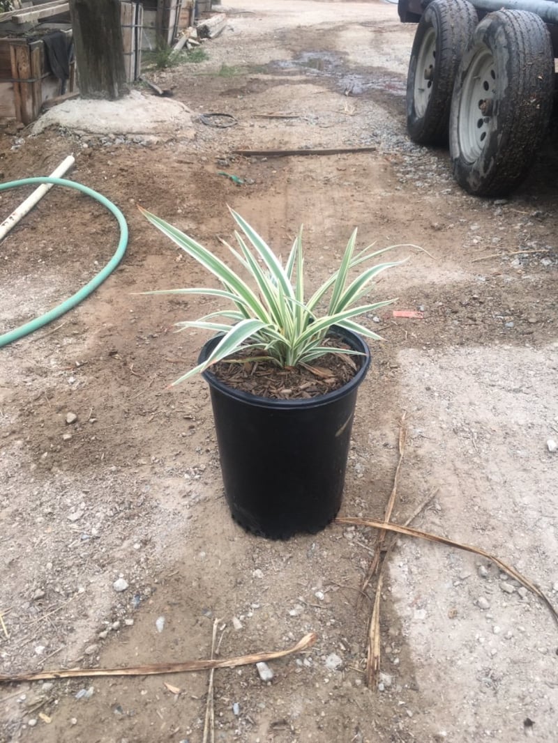 Photo for Dianella revoluta ‘Variegata’ (Variegated Dianella)