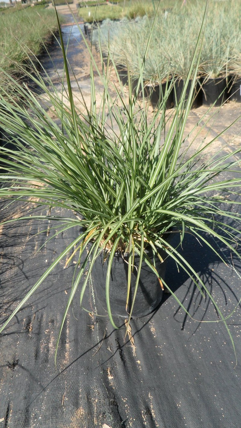 Photo for Miscanthus sinensis 'Adagio' (Adagio Maiden Grass)