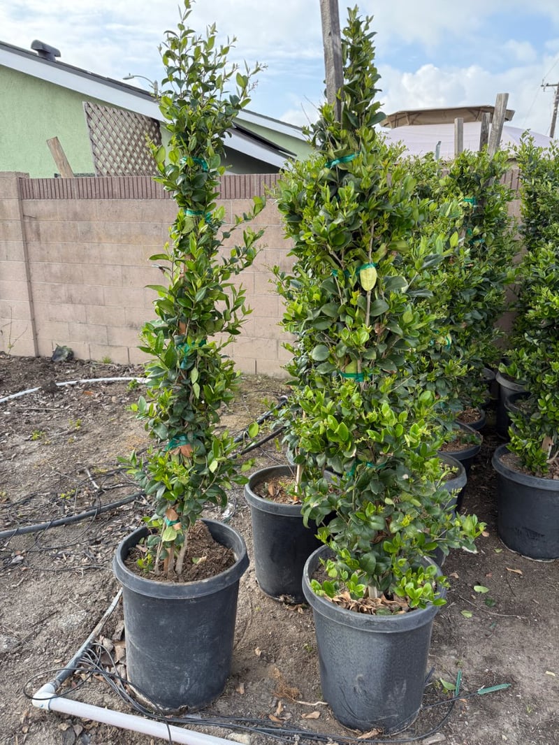 Photo for Ligustrum japonicum (Column) (Waxleaf Privet, Japanese Privet)