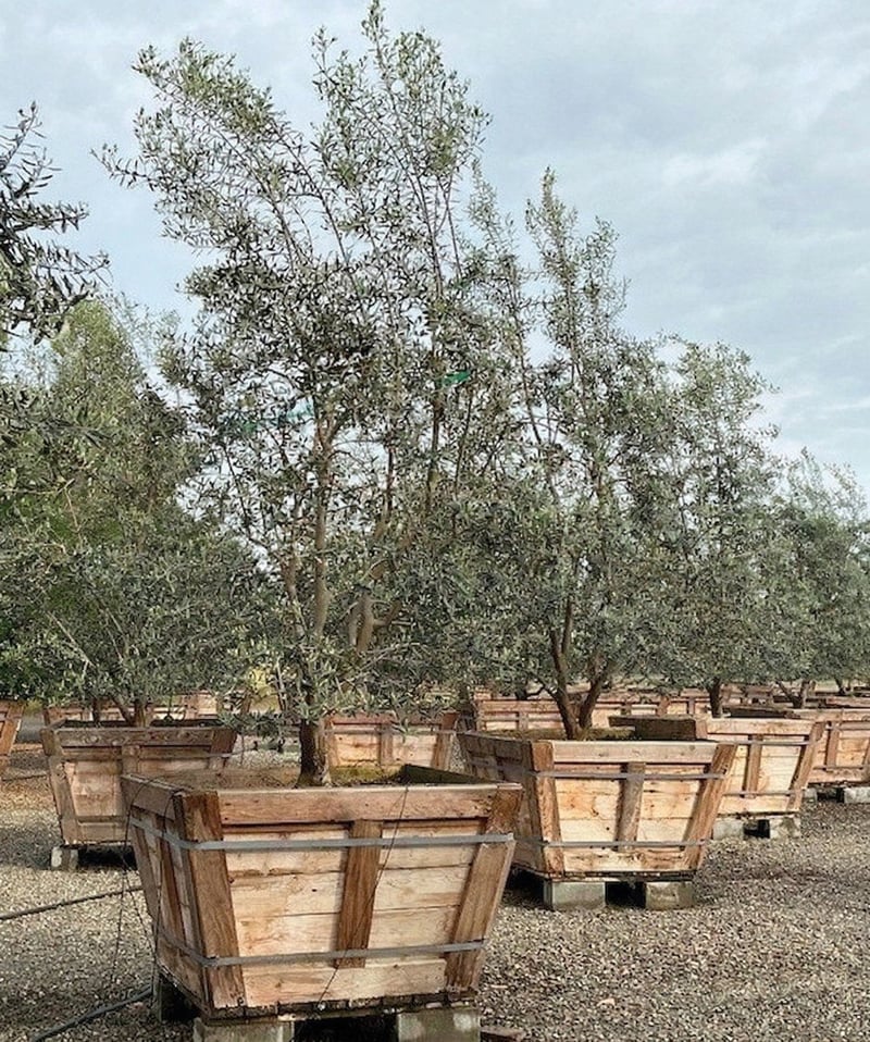 Photo for Olea europaea 'Fruitless' (Multi) (Fruitless Olive)