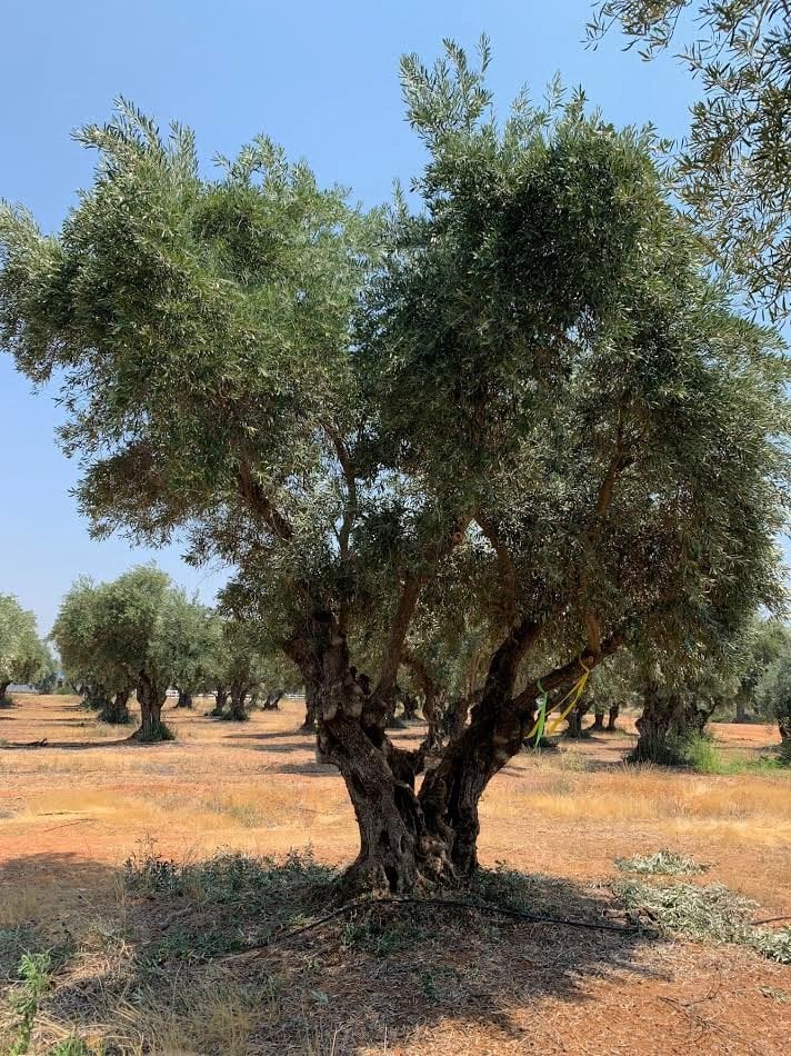 Photo for Olea europaea 'Barouni' (Barouni Olive)