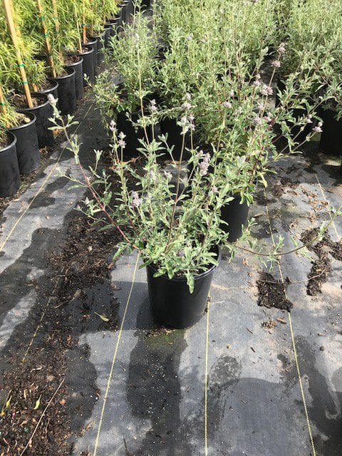 Photo for Salvia clevelandii (Cleveland Sage)
