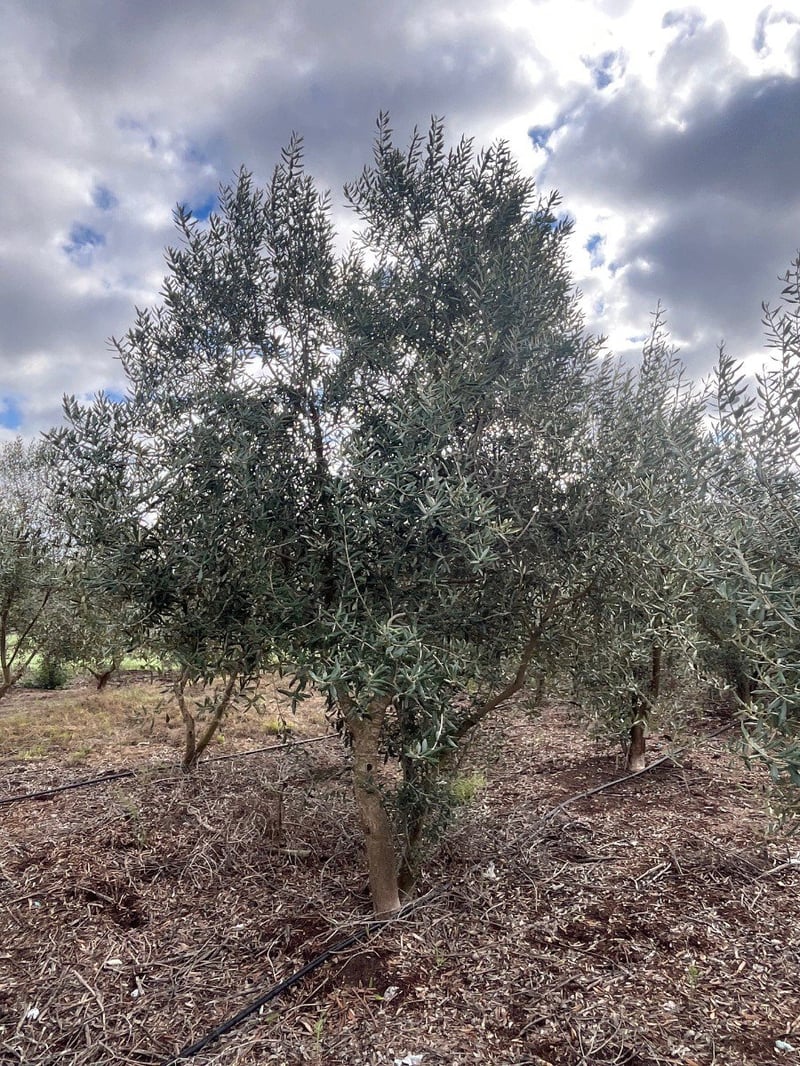 Photo for Olea europaea (Field Grown) (Olive Tree)