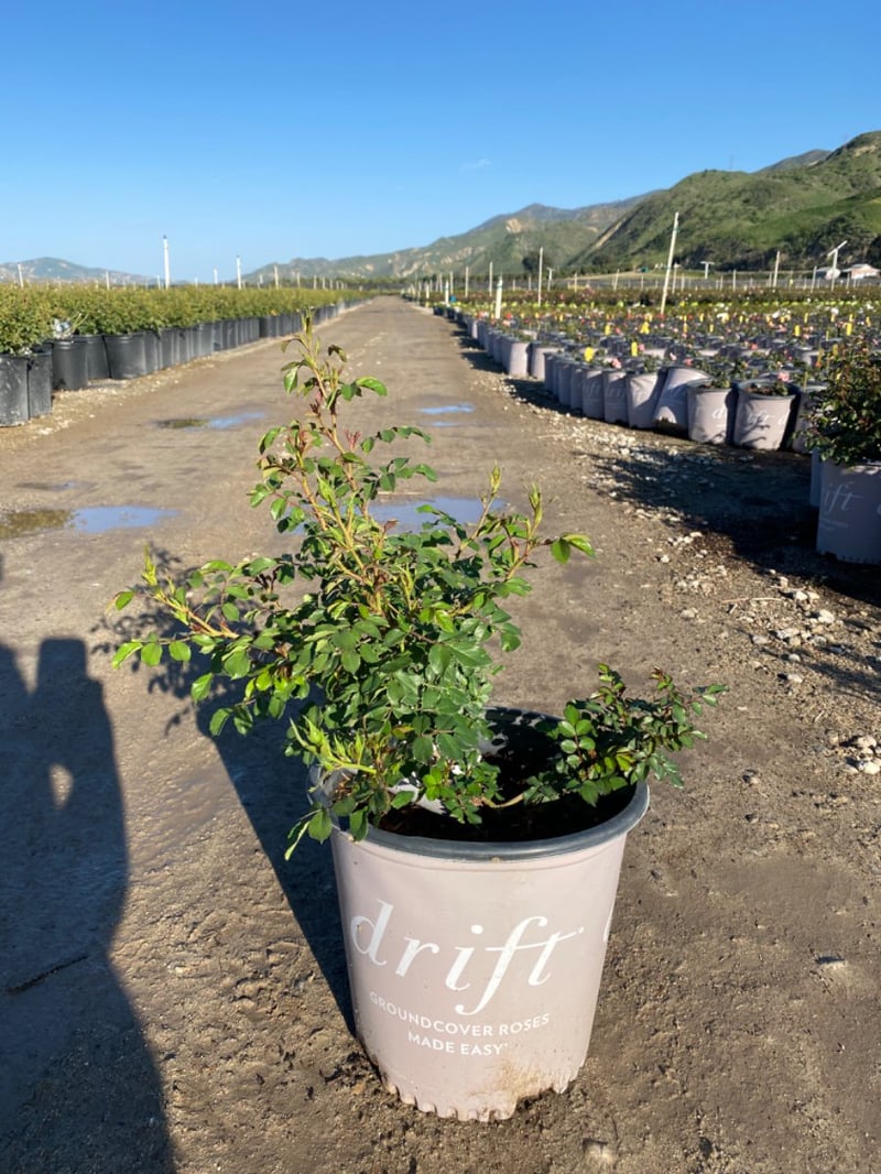 Photo for Rosa 'Meizorland' (White Drift Groundcover Rose)