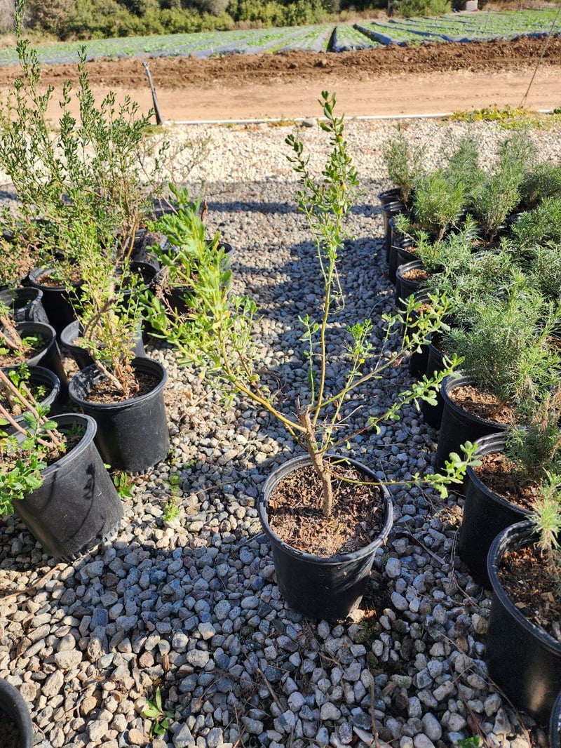Photo for Baccharis pilularis consanguinea (Coyote Brush)