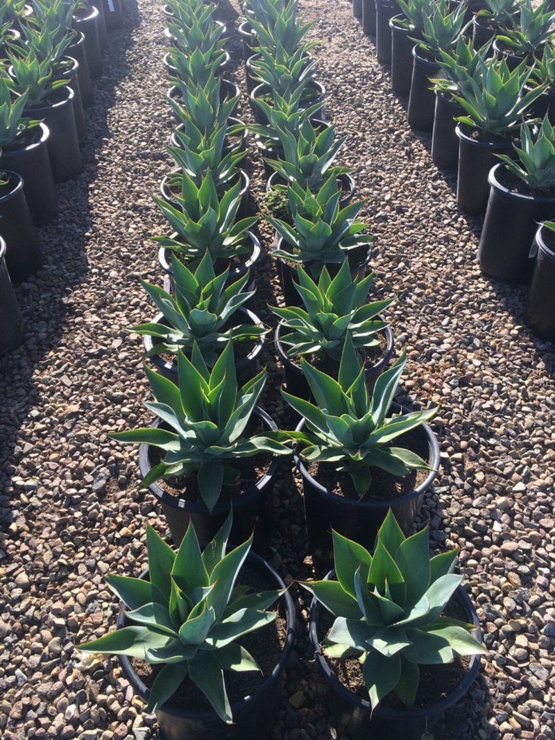 Photo for Agave attenuata 'Blue Flame' (Blue Flame Agave)