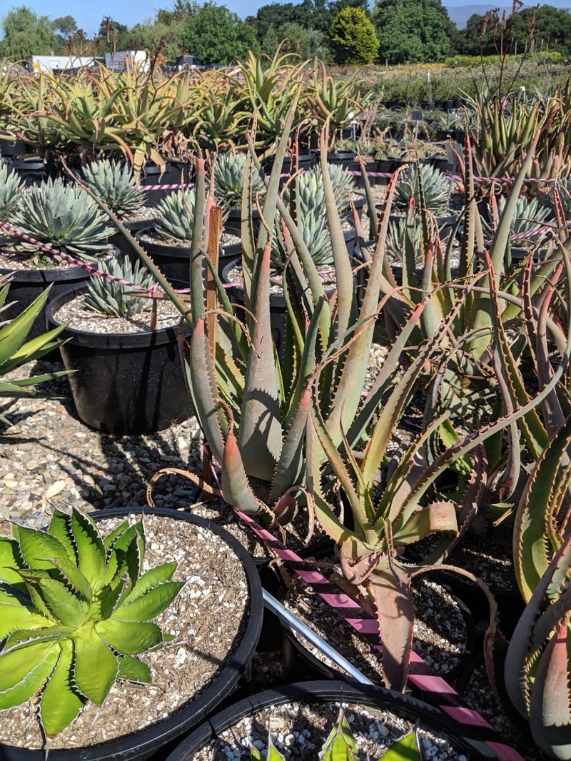 Photo for Aloe hybrid 'Super Red' (Super Red Aloe)