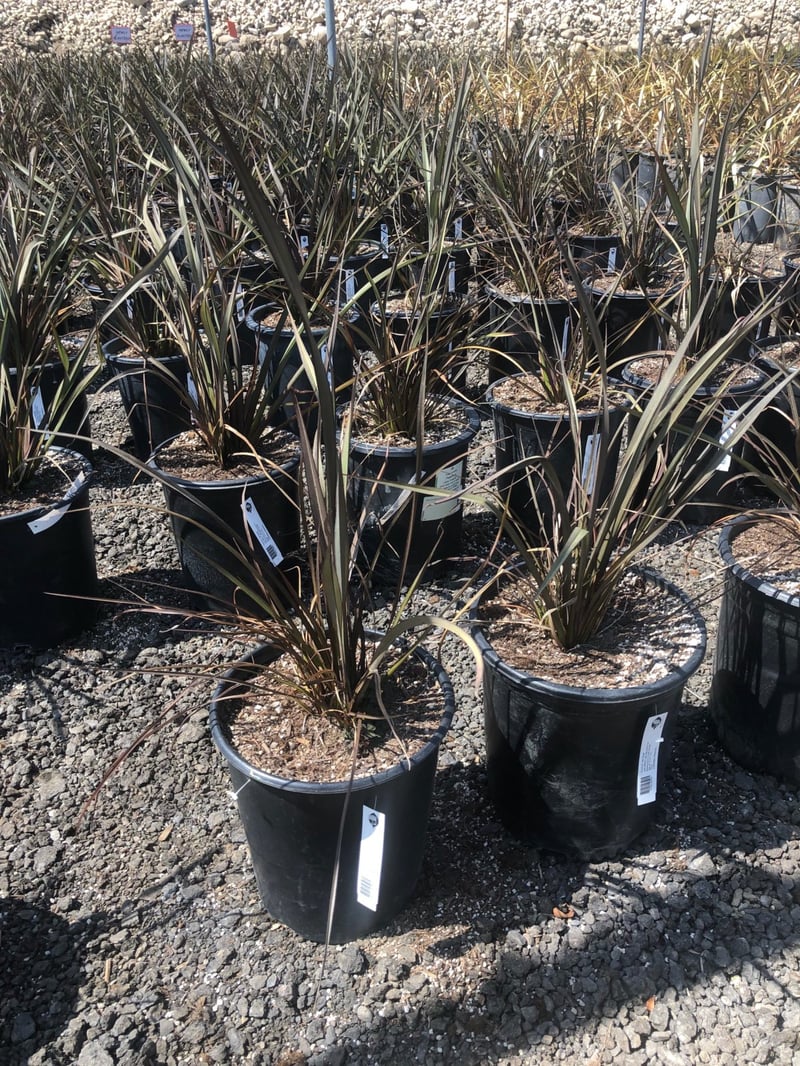 Photo for Phormium x 'Jack Spratt' (Jack Spratt New Zealand Flax)