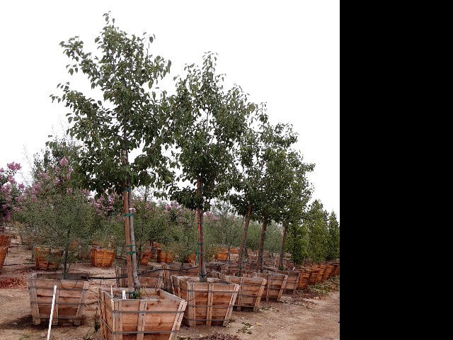 Photo for Pyrus calleryana (Standard) (Callery Pear)
