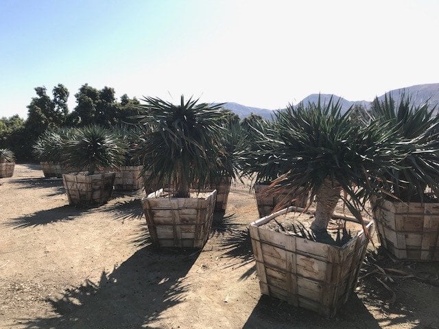 Photo for Dracaena draco (Standard) (Dragon Tree)