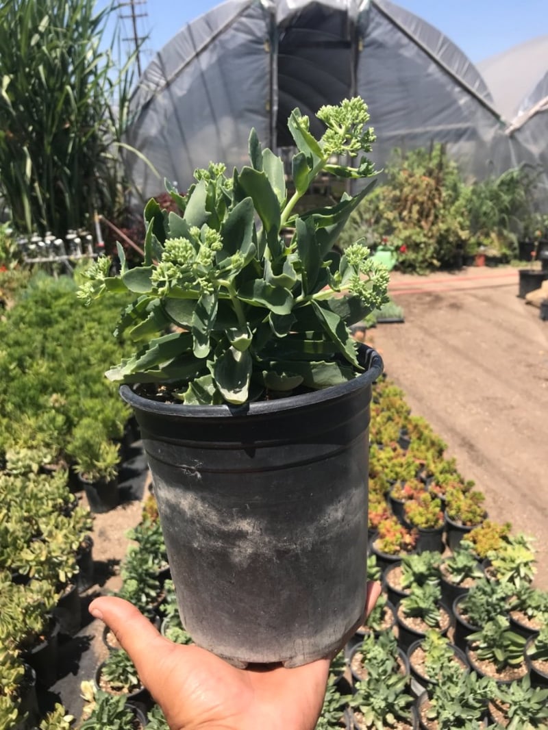 Photo for Sedum spectabile 'Autumn Joy' (Autumn Joy Stonecrop)