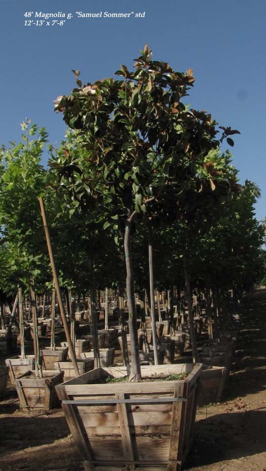 Photo for Magnolia grandiflora 'Samuel Sommer' (Samuel Sommer Magnolia)