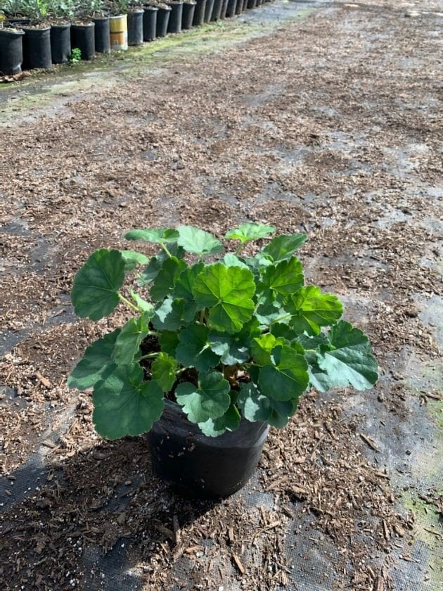 Photo for Heuchera 'Santa Ana Cardinal' (Santa Ana Cardinal Coral Bells)