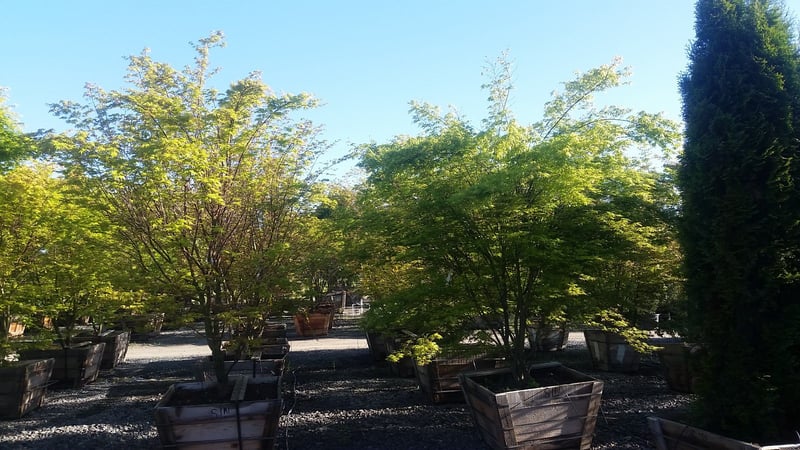 Photo for Acer palmatum (Japanese Maple)