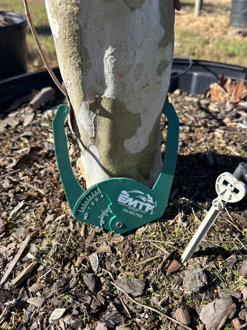 Photo for Platanus occidentalis (American Sycamore)