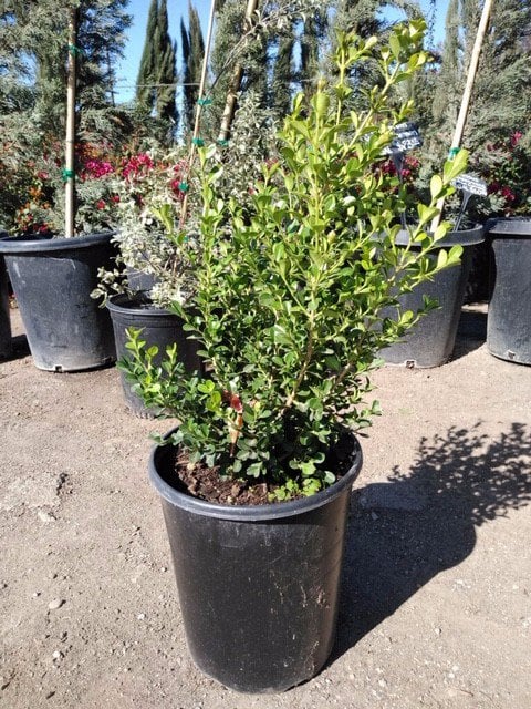 Photo for Buxus (Boxwood)