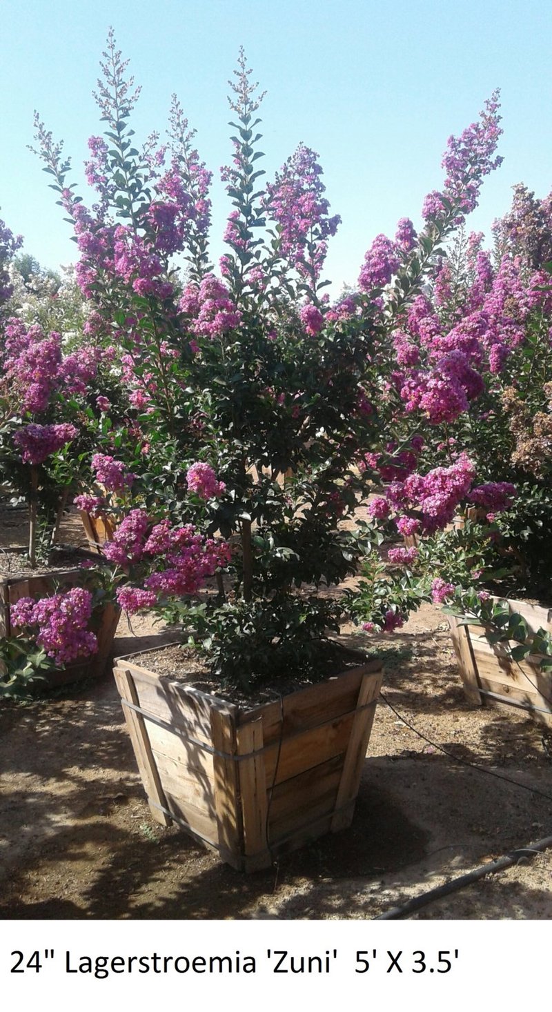 Photo for Lagerstroemia indica (Purple)(Multi) (Purple Crape Myrtle)